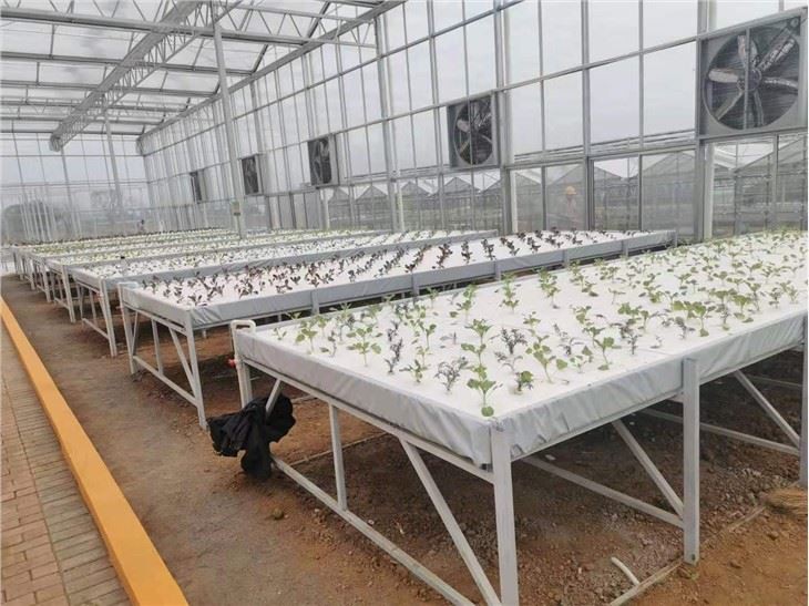 Invernadero agrícola de cultivo hidropónico