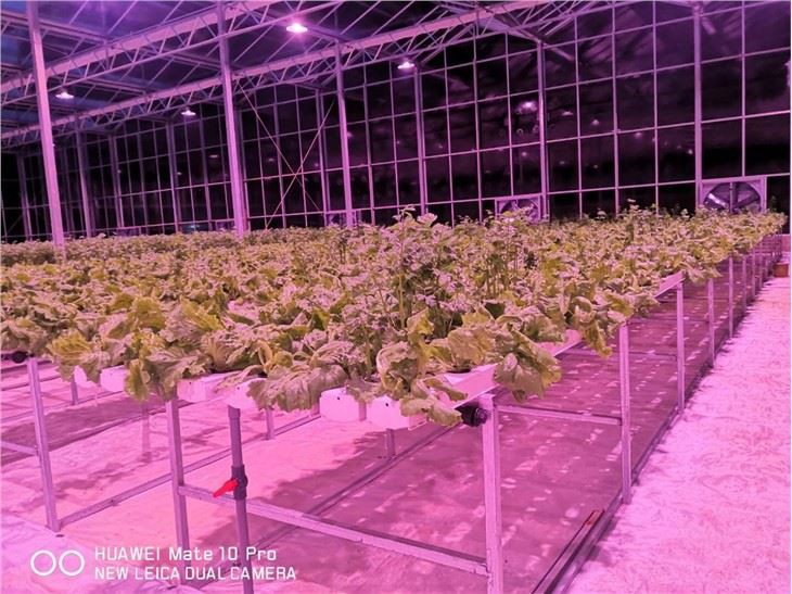Hydroponic Growing Agricultural Greenhouse