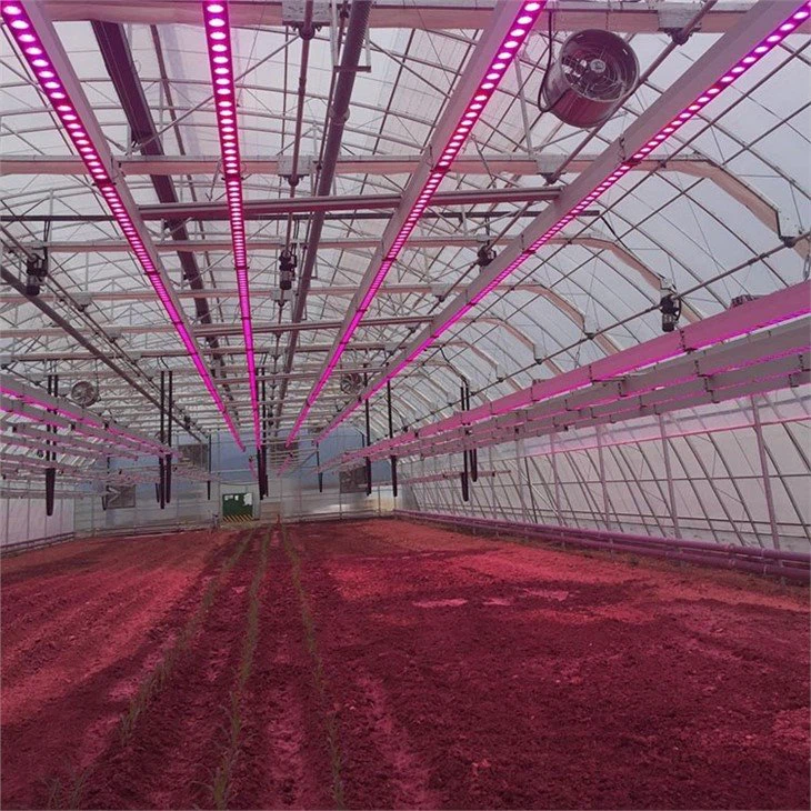 Greenhouse-lighting-equipment