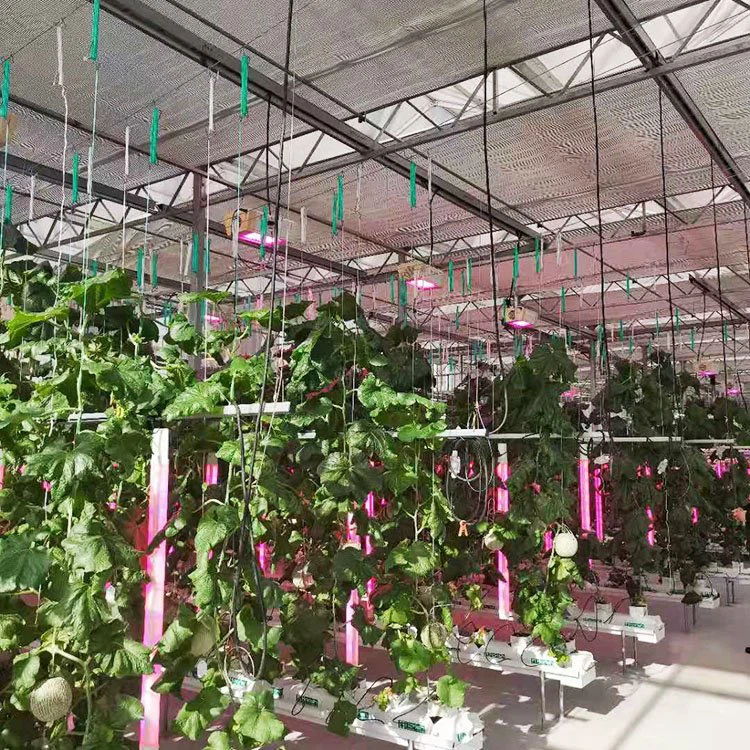 Racks de cultivo hidropónico