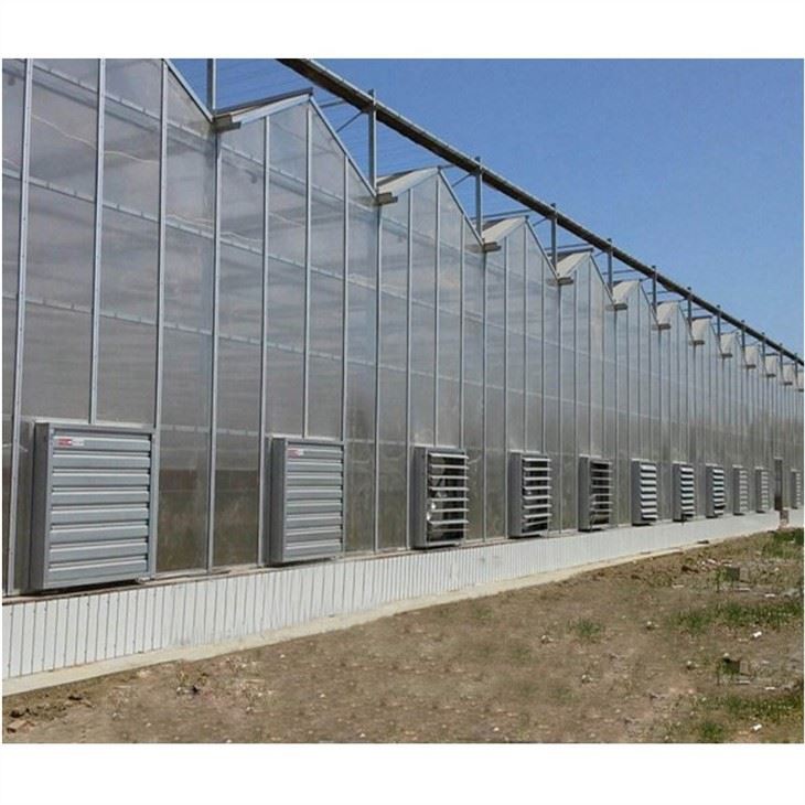 Venlo Type Greenhouse