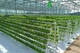 Cultivo hidropónico sin suelo