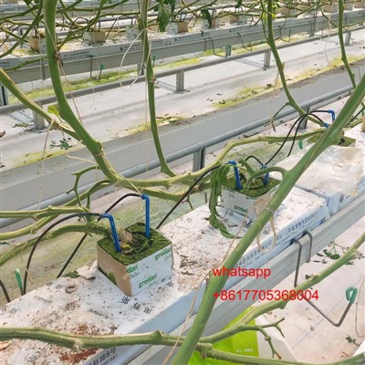 Cultivo de pepinos y tomates en un invernadero, los principales problemas y s...