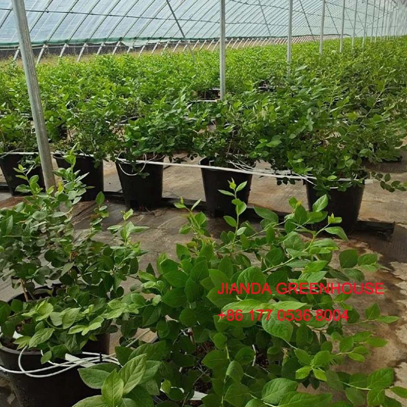 hydroponic blueberry hydroponic blueberry