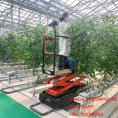 Nutriente para la plantación de tomate