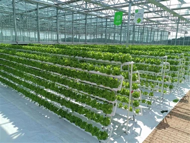 Agricultura interior del canal NFT