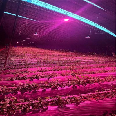 Aplicación y beneficios de las luces de la planta en invernaderos