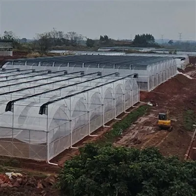 El cliente de Qatar hizo un invernadero de película de 3.000 metros cuadrados...